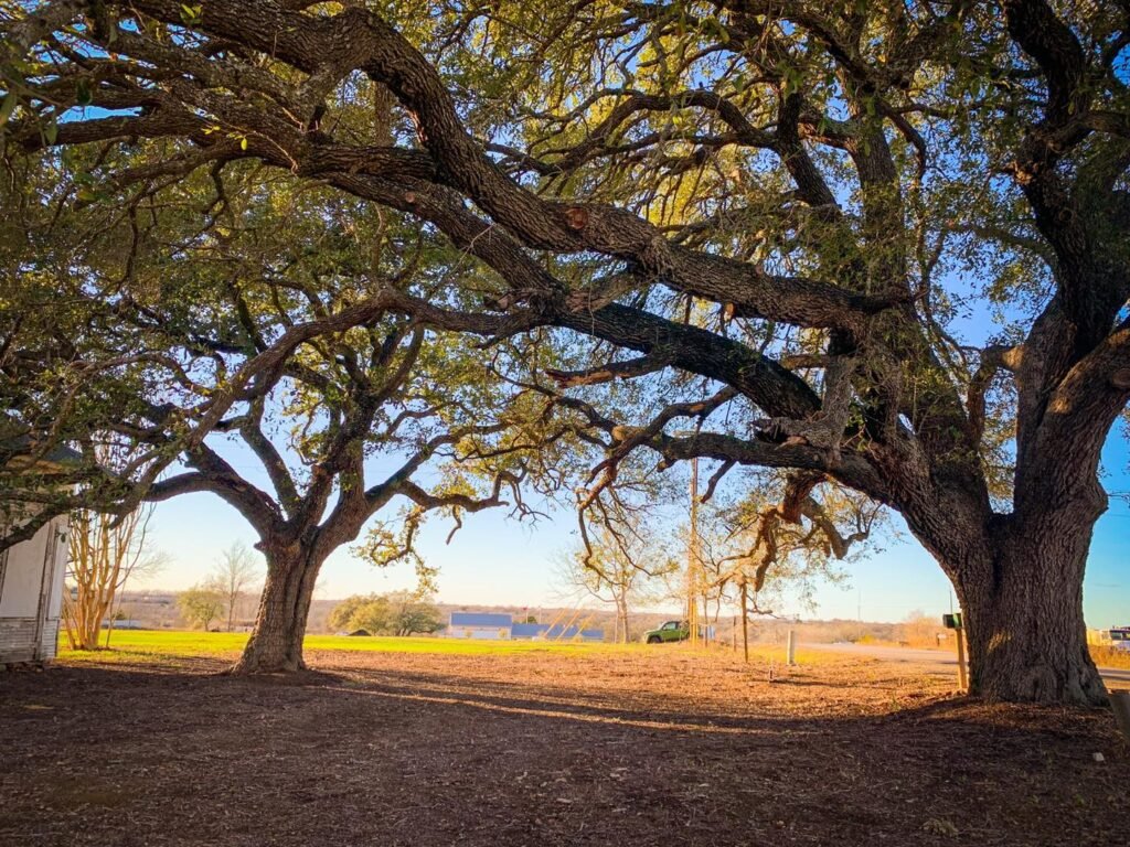 The Oaks in afternoon light