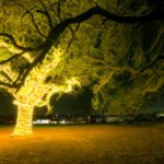 Oak tree with lights